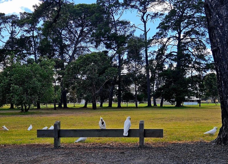 Photo of Howard Glover Reserve pickleball courts